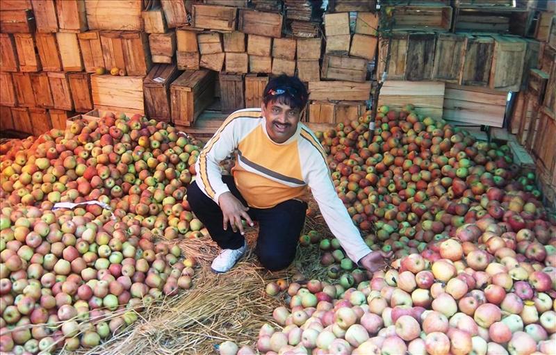 Apple Garden at Pahalgam